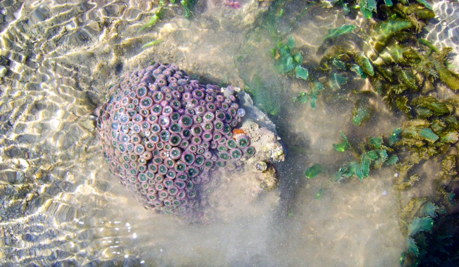 Pirotan Island Pirotan Island