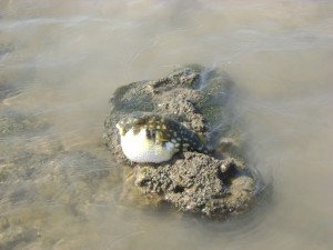 Puffing Fish Pirotan Islands - Marine Sanctuary 2