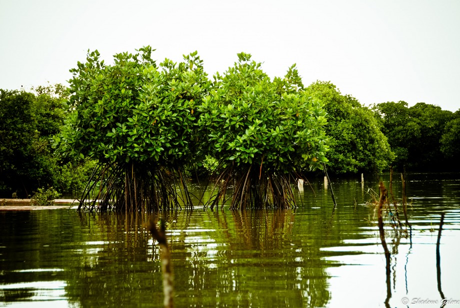 Mangroves in water Mangroves in water