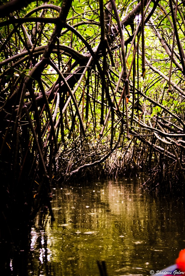 Mangroves-4 Mangroves