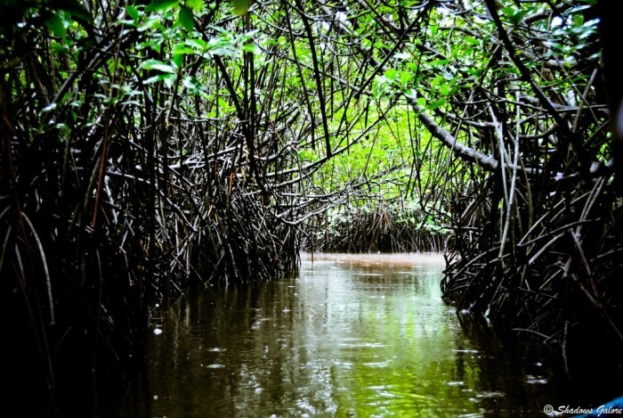 Pichavaram – The magic of the Mangrove Forests