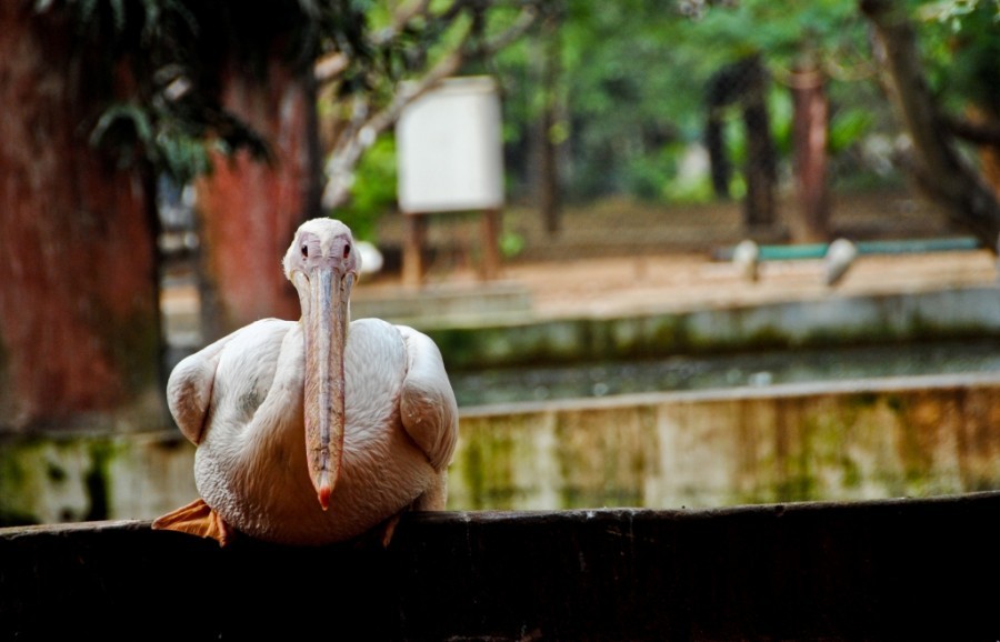 Chennai-scape 1: Birds at Guindy Children’s Park