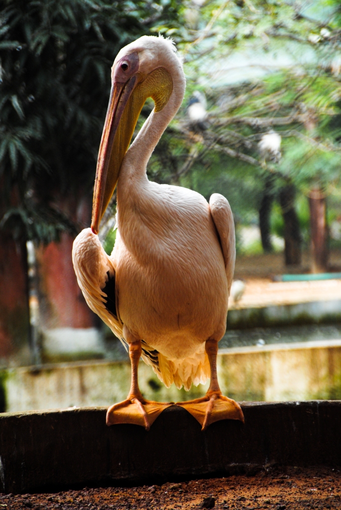 Chennai-scape 1: Birds at Guindy Children's Park 2