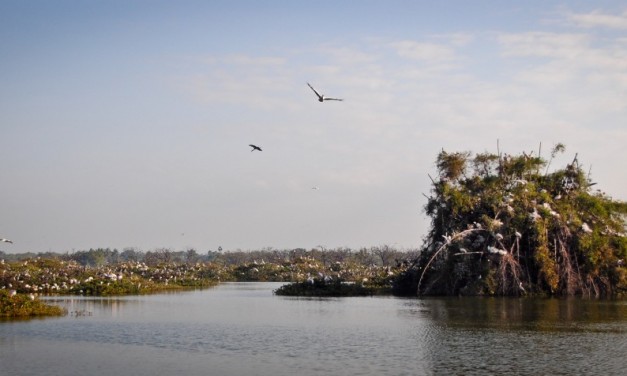 Vedanthangal – India’s oldest bird sanctuary