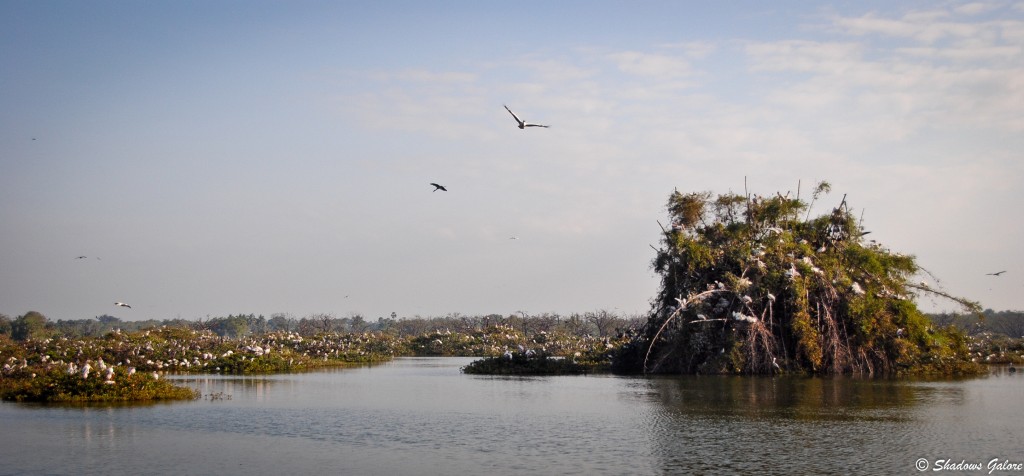 Vedanthangal – India’s oldest bird sanctuary