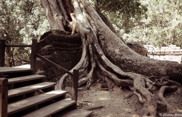 Backpacking across South East Asia -Ta Prohm, Angkor