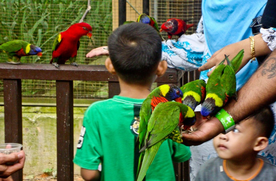 Kids with birds