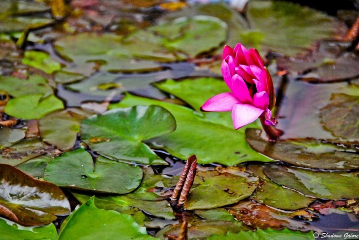 Photography Lessons 7: Understanding Depth of Field