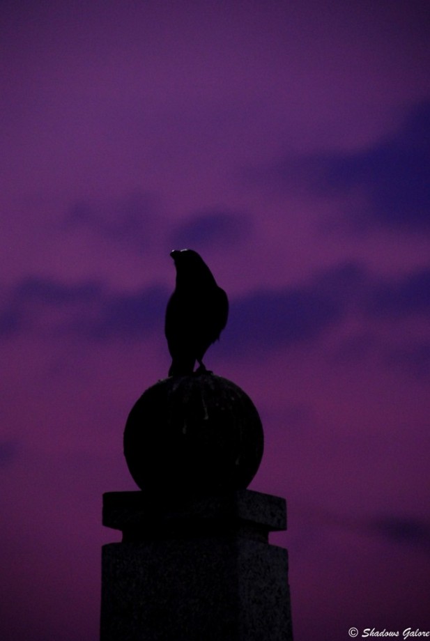 A crow waiting to announce day break Chennai-scape: Silhouettes at Marina Beach 3