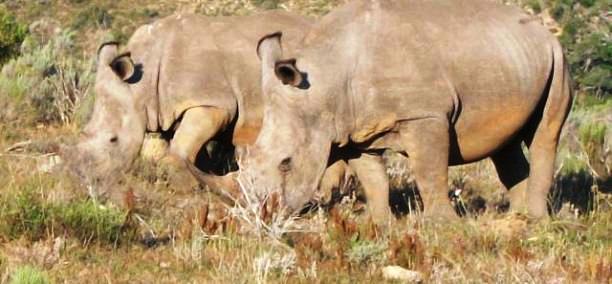 Choosing a family Safari in Africa