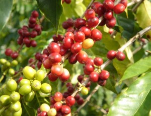 The best thing about Hawaii (it’s not the beach…) 1