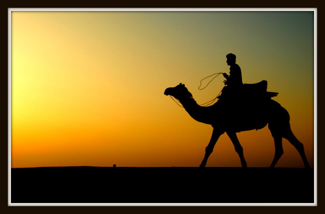 Thar_Camel