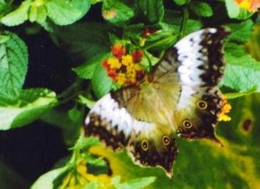 The Wild Side of Goa