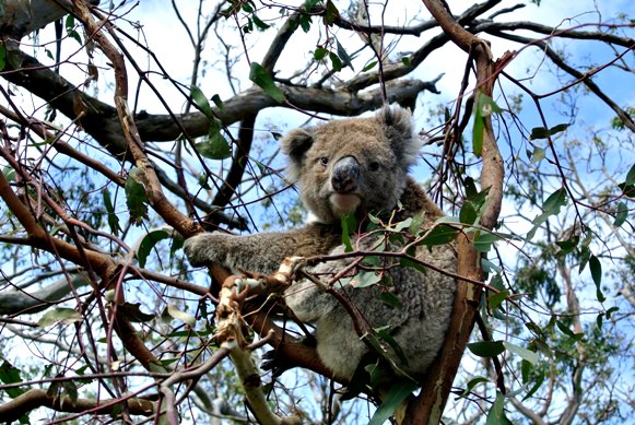 Wild_Koala