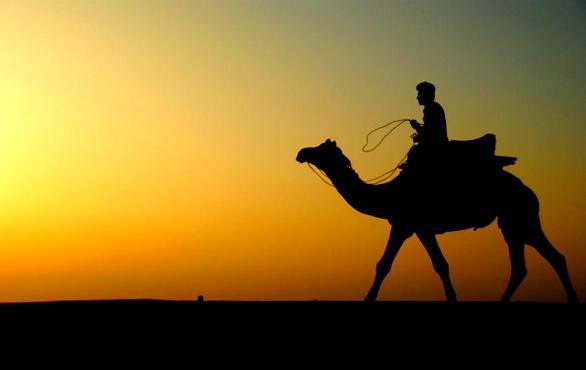 Camel at Thar