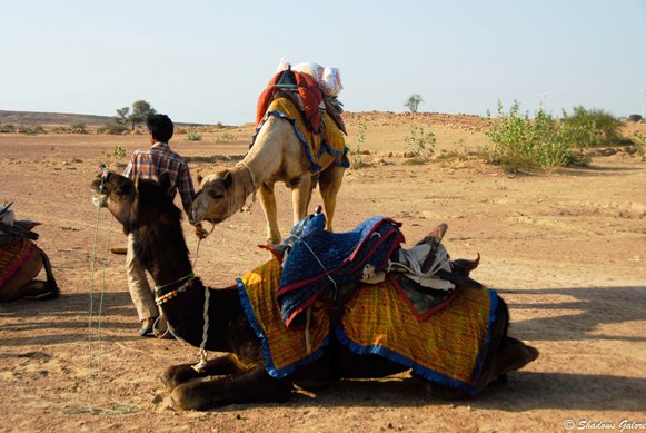 Thar-camel