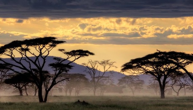 Experience the Serengeti National Park