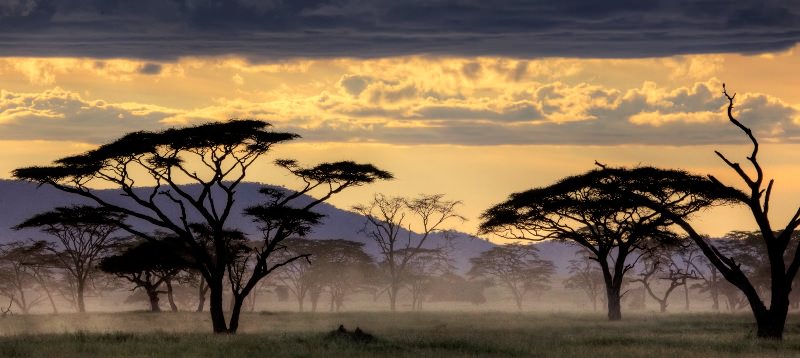 Experience the Serengeti National Park