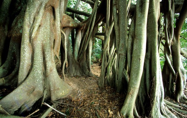 Banyan trees