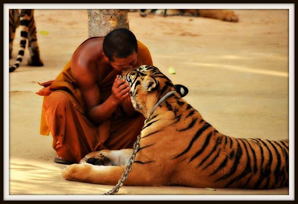 Monk_Tiger