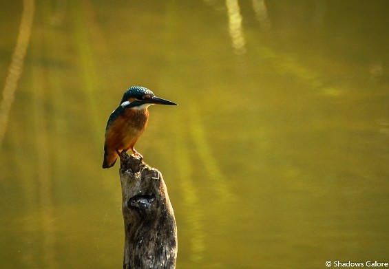 Satpura Kingfisher