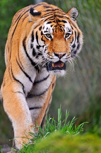 Walking tiger by Tambako the Jaguar Tigers photo