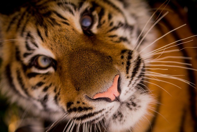 Of Tigers, People and Tourists …