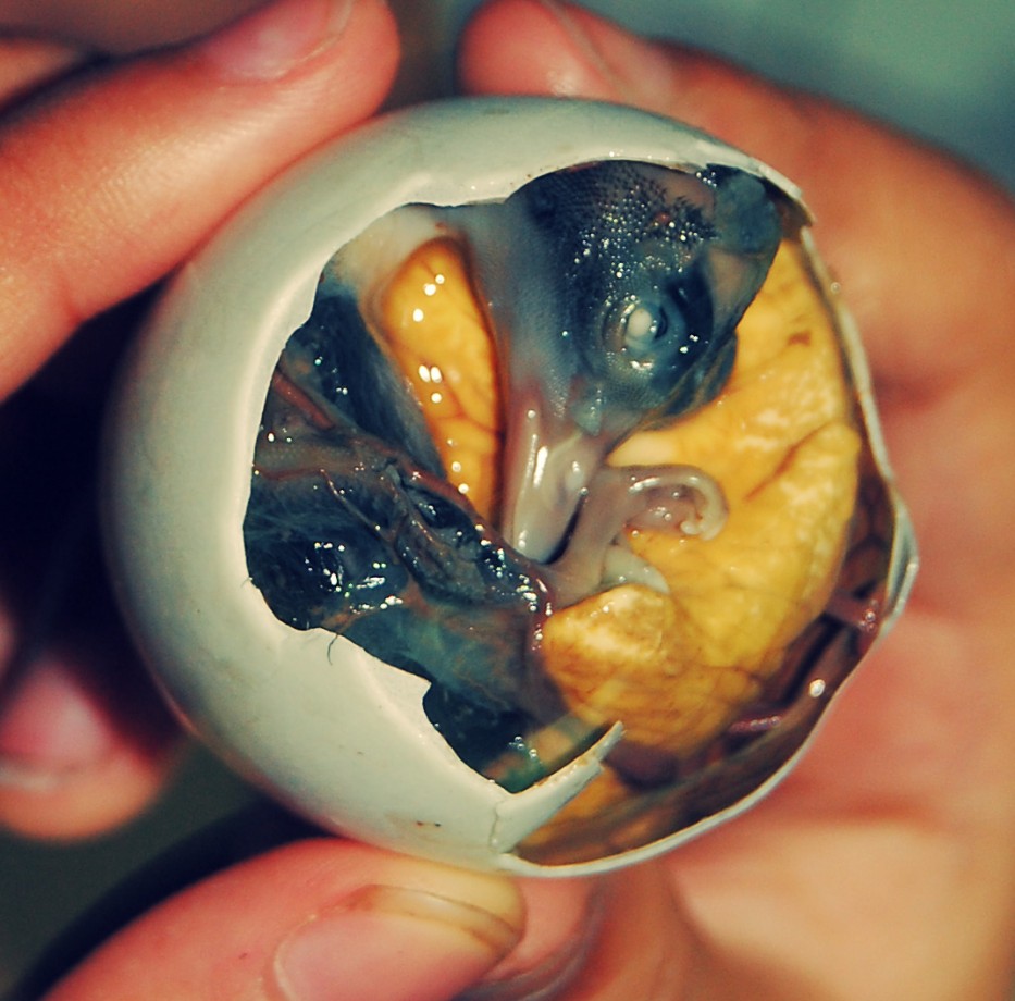Balut