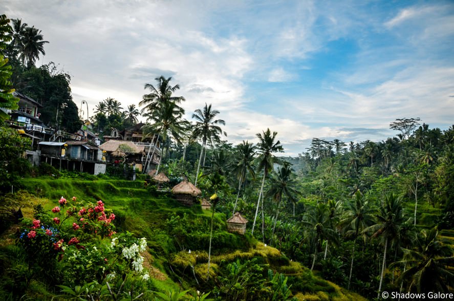 Balinese Rice Terrace-12