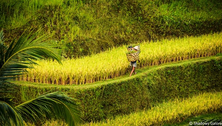 Balinese Rice Terrace-9