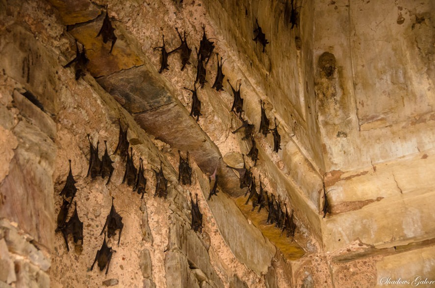 Bats hung around everywhere 