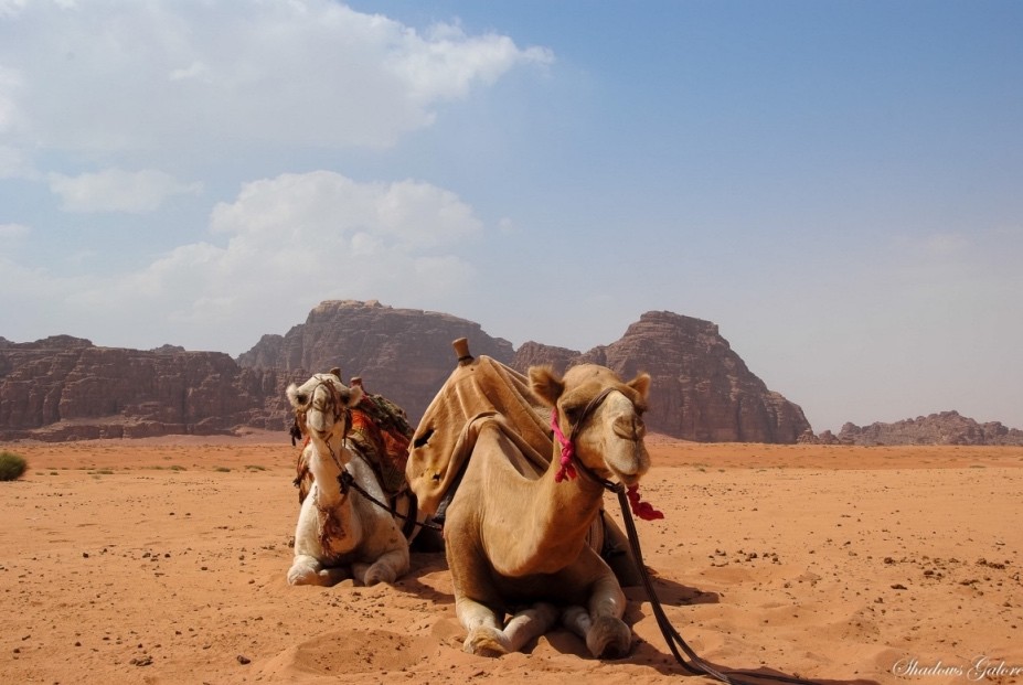 Wadi Rum 9