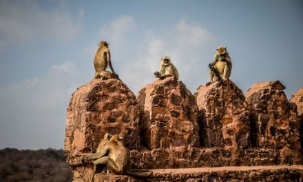 The Mighty Fort of Ranthambore