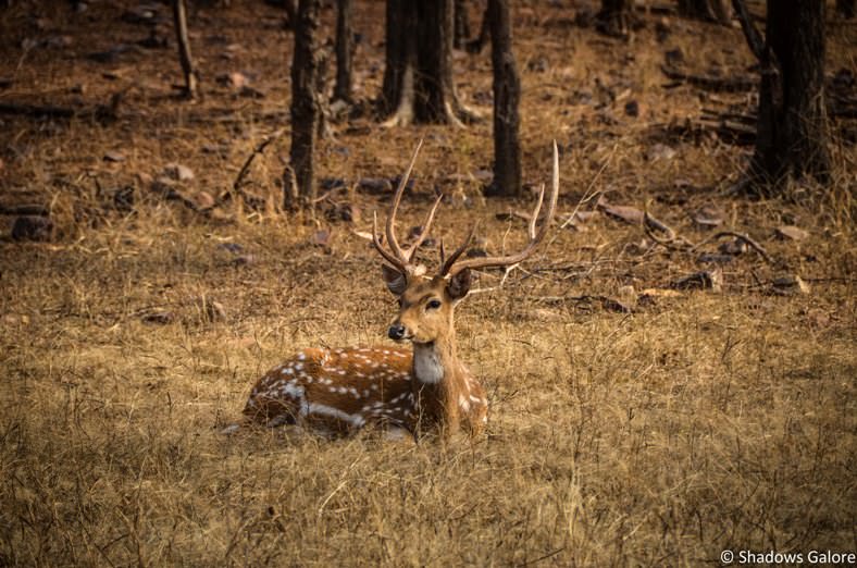 Ranthambore Spotted Deer
