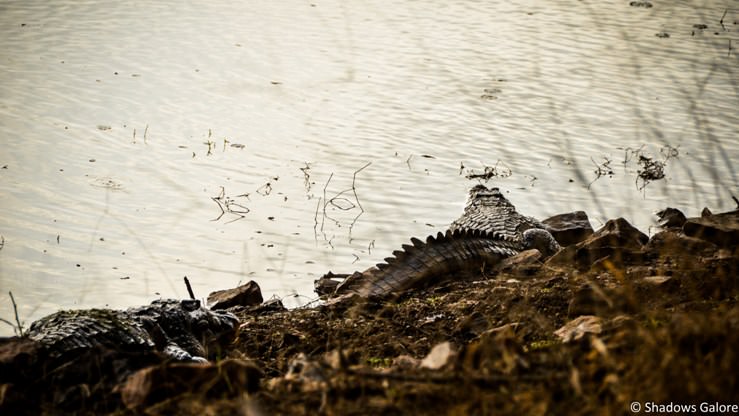 ranthambore-tiger-sanctuary-crocodiles