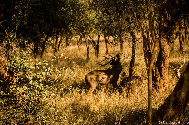 Blog 4 A Day At Sariska Tiger Reserve