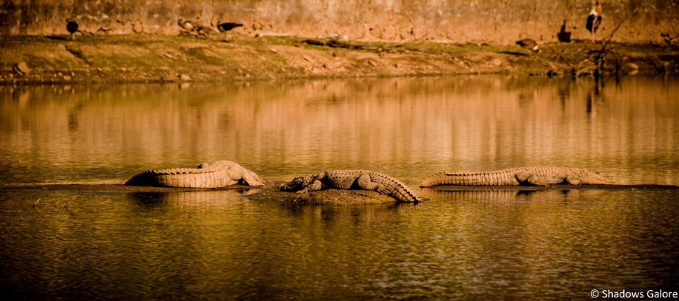Sariska Crocodiles