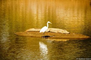 A Day At Sariska Tiger Reserve 3 Crocodile_Bird_Sariska