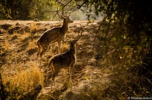 A Day At Sariska Tiger Reserve 5 Deer_Sariska
