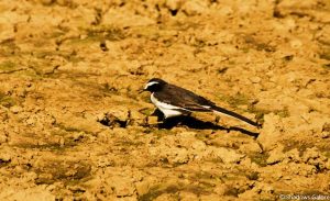 A Day At Sariska Tiger Reserve 4 Mainah_Sariska