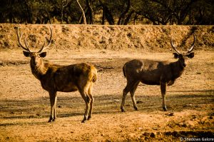 A Day At Sariska Tiger Reserve 2 Sambhar_Sariska