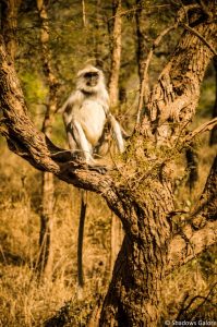A Day At Sariska Tiger Reserve 10 Langur
