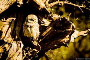 A Day At Sariska Tiger Reserve 7 Spotted Owl