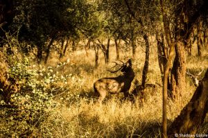 A Day At Sariska Tiger Reserve 12 Deer