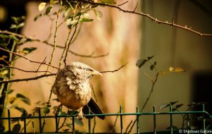 A Day At Sariska Tiger Reserve 8 Angry Treepie