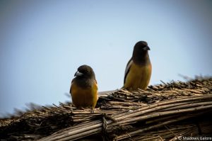 A Day At Sariska Tiger Reserve 11 Treepie