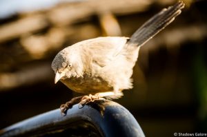 A Day At Sariska Tiger Reserve 14 Angry Bird