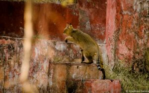 A Day At Sariska Tiger Reserve 17 Jungle Cat