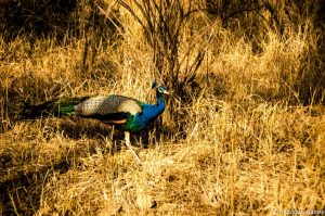 A Day At Sariska Tiger Reserve 15 Peacock