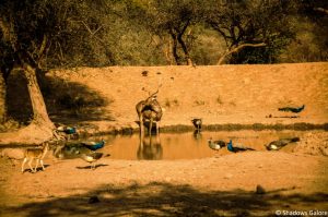A Day At Sariska Tiger Reserve 16 Small Pond